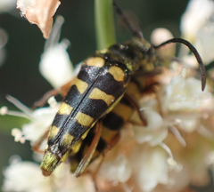 Stenostrophia tribalteata