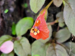 Pachycaulos nummularia