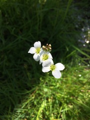 Cardamine penduliflora