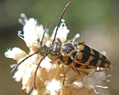Stenostrophia tribalteata