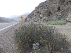 Heliotropium floridum