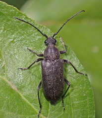 Lepturopsis dolorosa