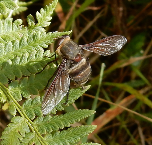 Nemestrinidae