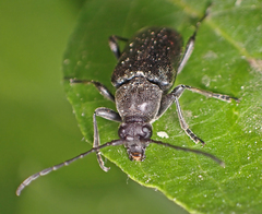 Lepturopsis dolorosa