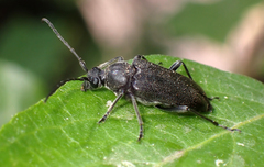 Lepturopsis dolorosa