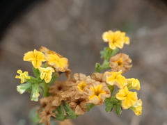 Heliotropium floridum