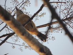 Sakesphorus canadensis