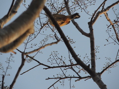 Sakesphorus canadensis