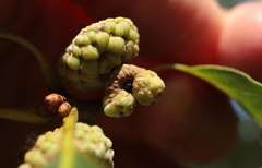 Callirhytis glandulus