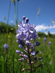 Scilla litardierei