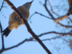 Sakesphorus canadensis