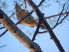 Sakesphorus canadensis