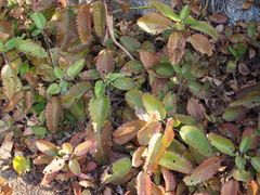 Kalanchoe pinnata