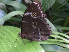 Morpho menelaus