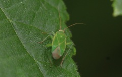 Orthotylus marginalis