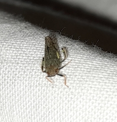 Orientus ishidae