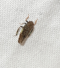 Orientus ishidae