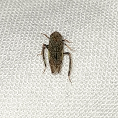 Orientus ishidae