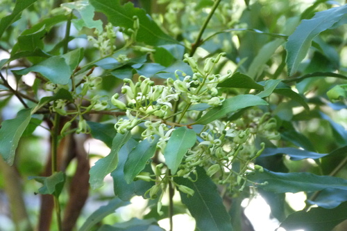 Lomatia arborescens, photograph 4