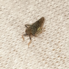 Orientus ishidae