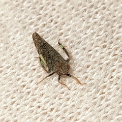 Orientus ishidae