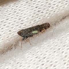 Orientus ishidae