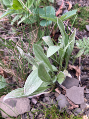 Antennaria lanata