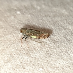 Orientus ishidae