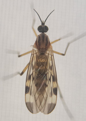 Sylvicola fenestralis