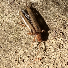 Ortholeptura valida