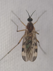 Sylvicola fenestralis