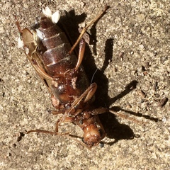 Ortholeptura valida