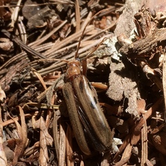 Ortholeptura valida
