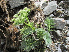 Anisotome pilifera
