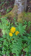 Hieracium tridentatum