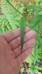 Hieracium tridentatum