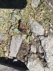Euphydryas editha