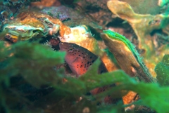 Austrolabrus maculatus