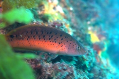 Austrolabrus maculatus