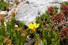 Saxifragales