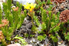 Saxifragales