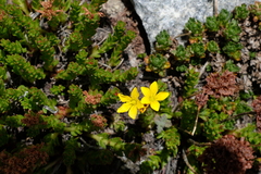 Saxifragales