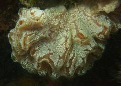 Aplidium opacum