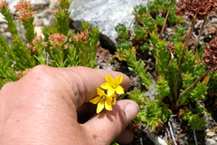 Saxifragales