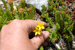 Saxifragales