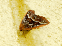 Caripeta aretaria