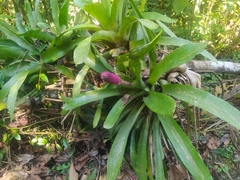 Aechmea cylindrata