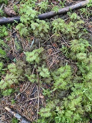 Hylocomium splendens image