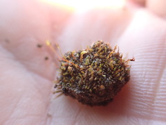 Dicranella rufescens