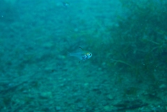 Pempheris klunzingeri